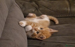 British Shorthair cats for sale: Gorgeous kittens for sale  - Advert 4