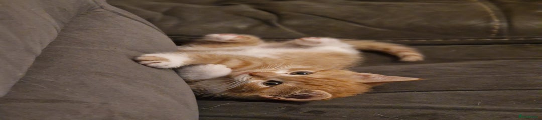 British Shorthair Kitten 3