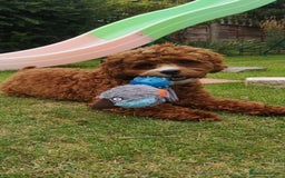 Cavapoo dogs for sale: Cavapoo F1b fully health tested  - Image 9