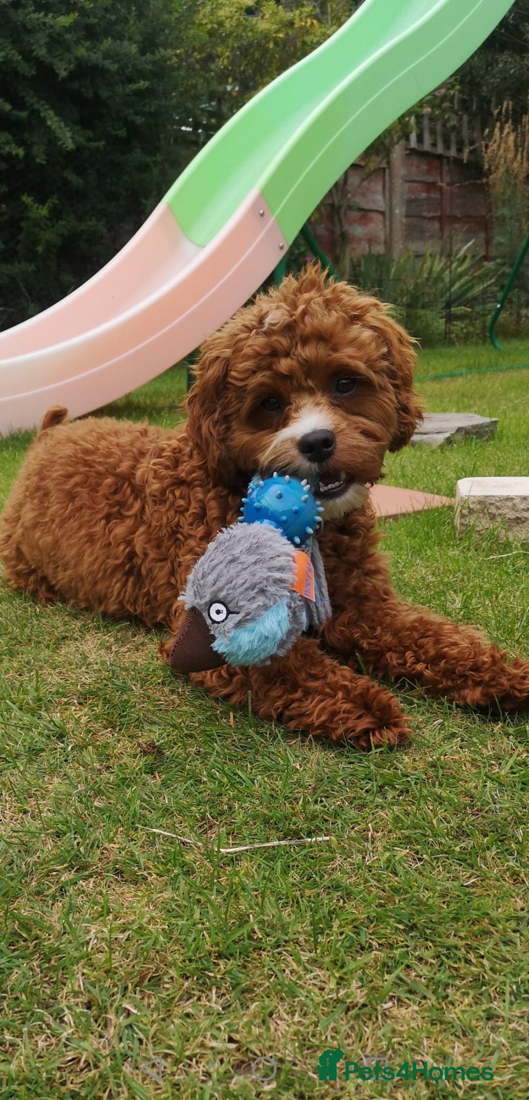 Cavapoo dogs for sale: Cavapoo F1b fully health tested  - Image 9