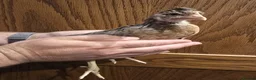 Chickens poultry for sale: White Maran, Legbar and Crypt Walker grow outs - Advert 2
