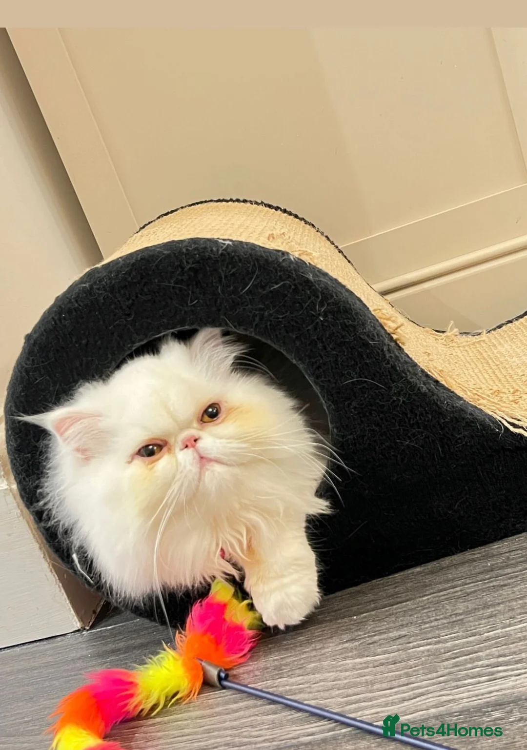 Persian cats for sale: Persian CAT - Advert 3