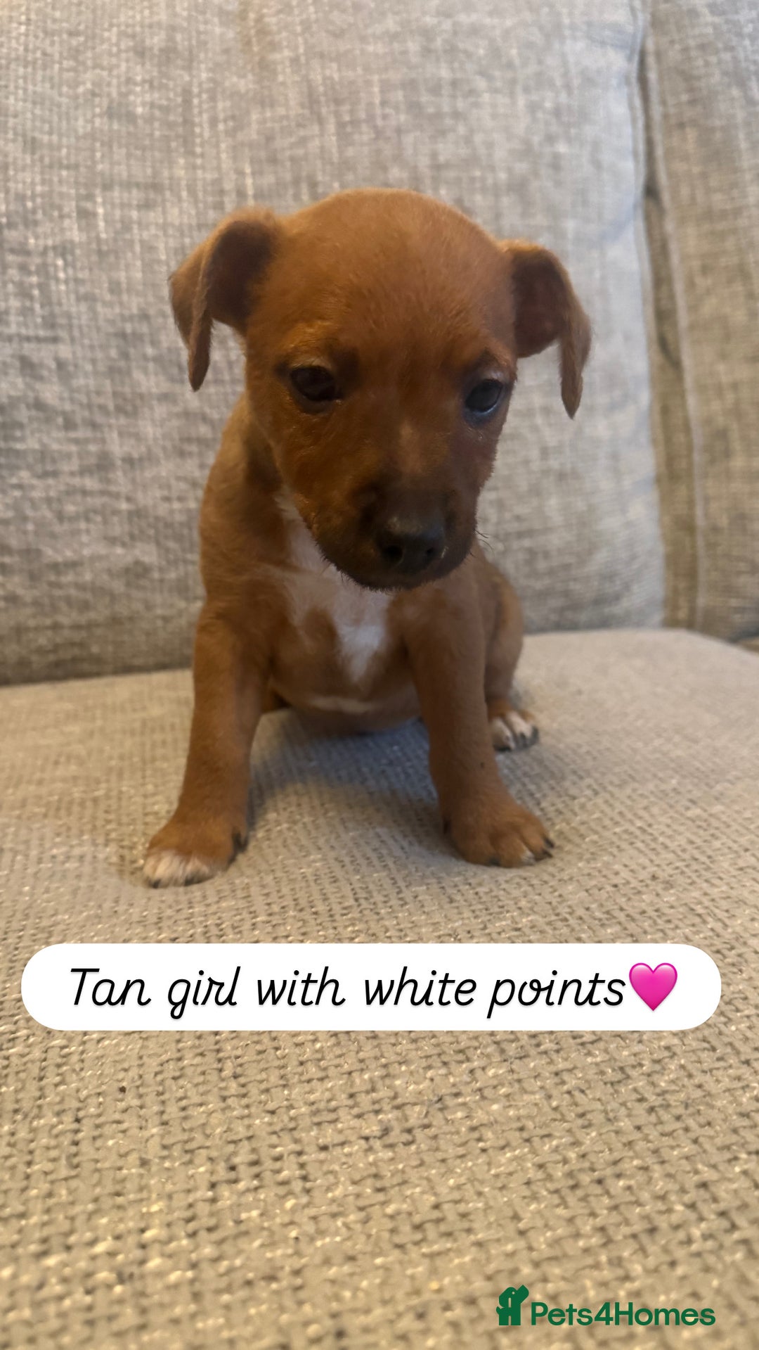 Jack Russell dogs for sale: 5 Jack Russell puppies - Advert 9
