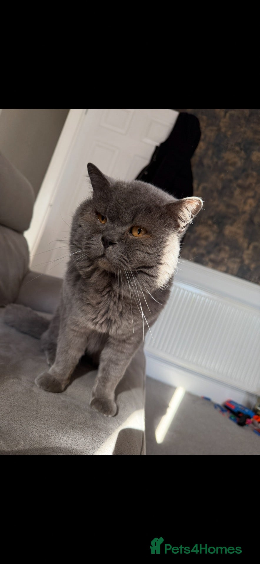 British Shorthair cats for sale: GCCF BLUE BRITISH SHORTHAIR - Advert 9