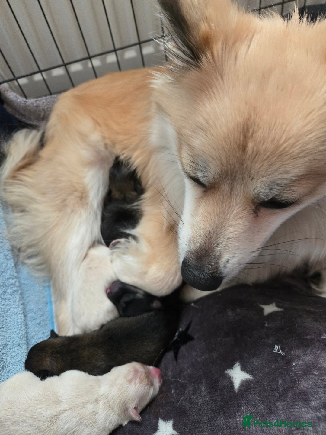 Pomeranian dogs for sale: Pomeranian  - Image 7