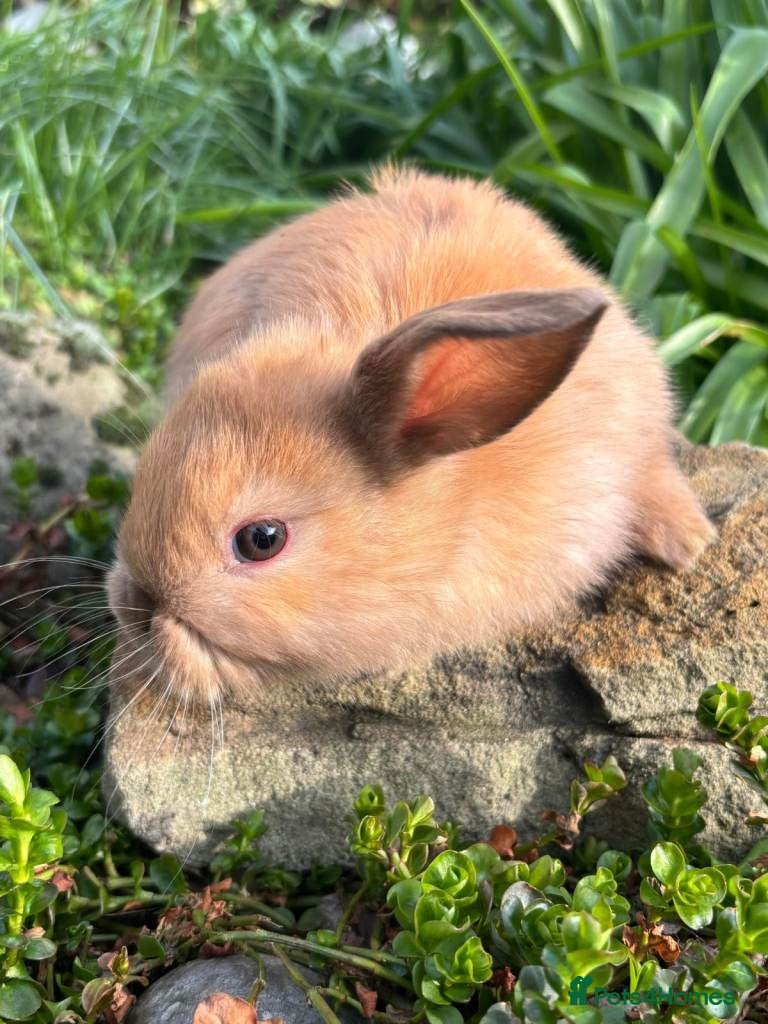 Mixed Breed rabbits 3 female / 2 males mini lops - Advert 12