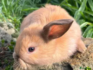 Mixed Breed rabbits 3 female / 2 males mini lops - Advert 12