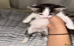 Domestic Shorthair cats for sale: Kittens  - Image 3