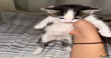 Domestic Shorthair cats - Advert 13