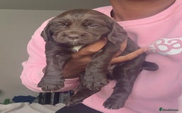 Cockapoo dogs for sale: Beautiful Cockerpoo puppies - Image 12