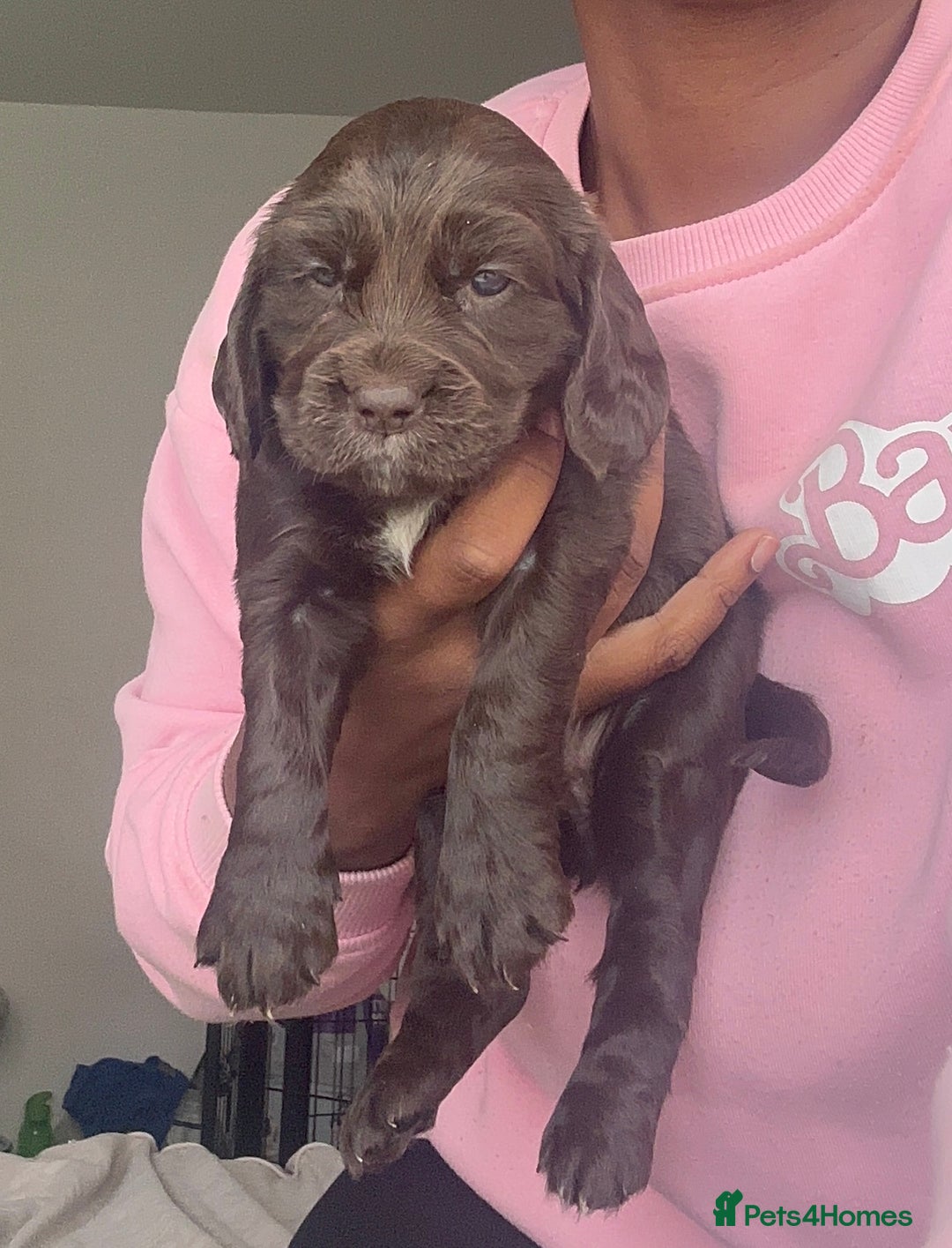 Cockapoo dogs for sale: Beautiful Cockerpoo puppies - Image 12