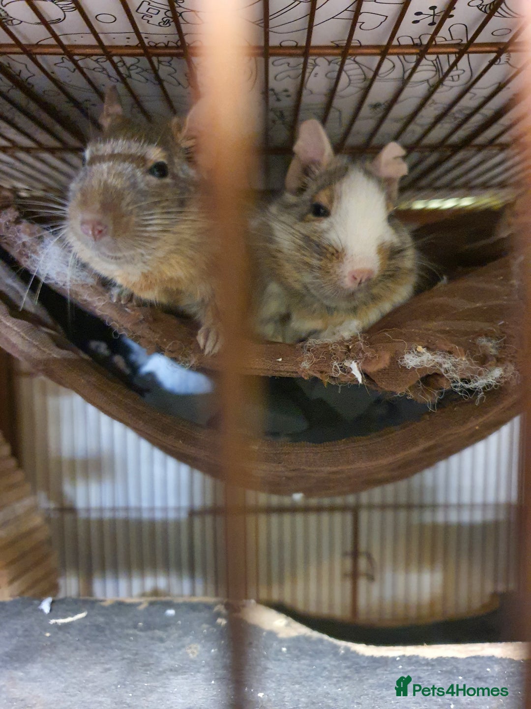 Degus rodents for sale: 2 male degus and cage - Advert 2