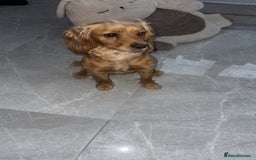 Cocker Spaniel dogs for sale: 2 year old male cocker spaniel  - Image 3