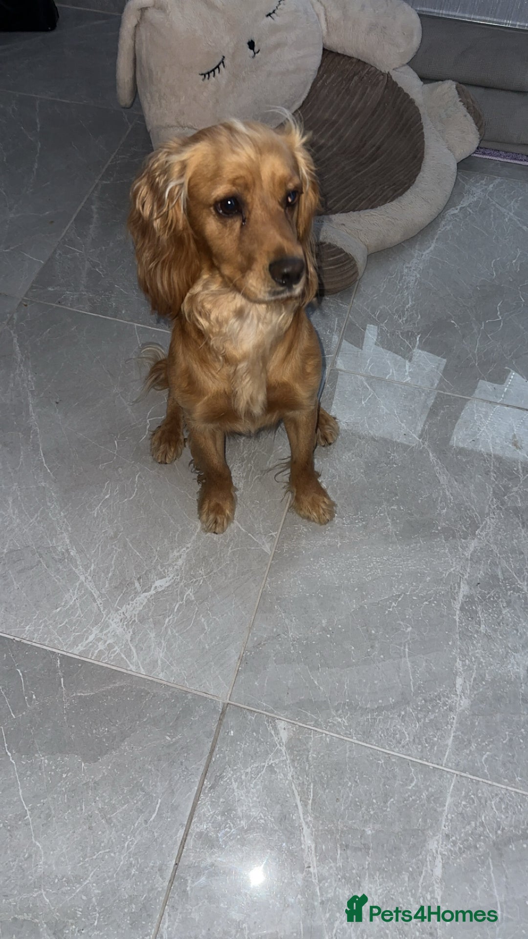 Cocker Spaniel dogs for sale: 2 year old male cocker spaniel  - Image 3