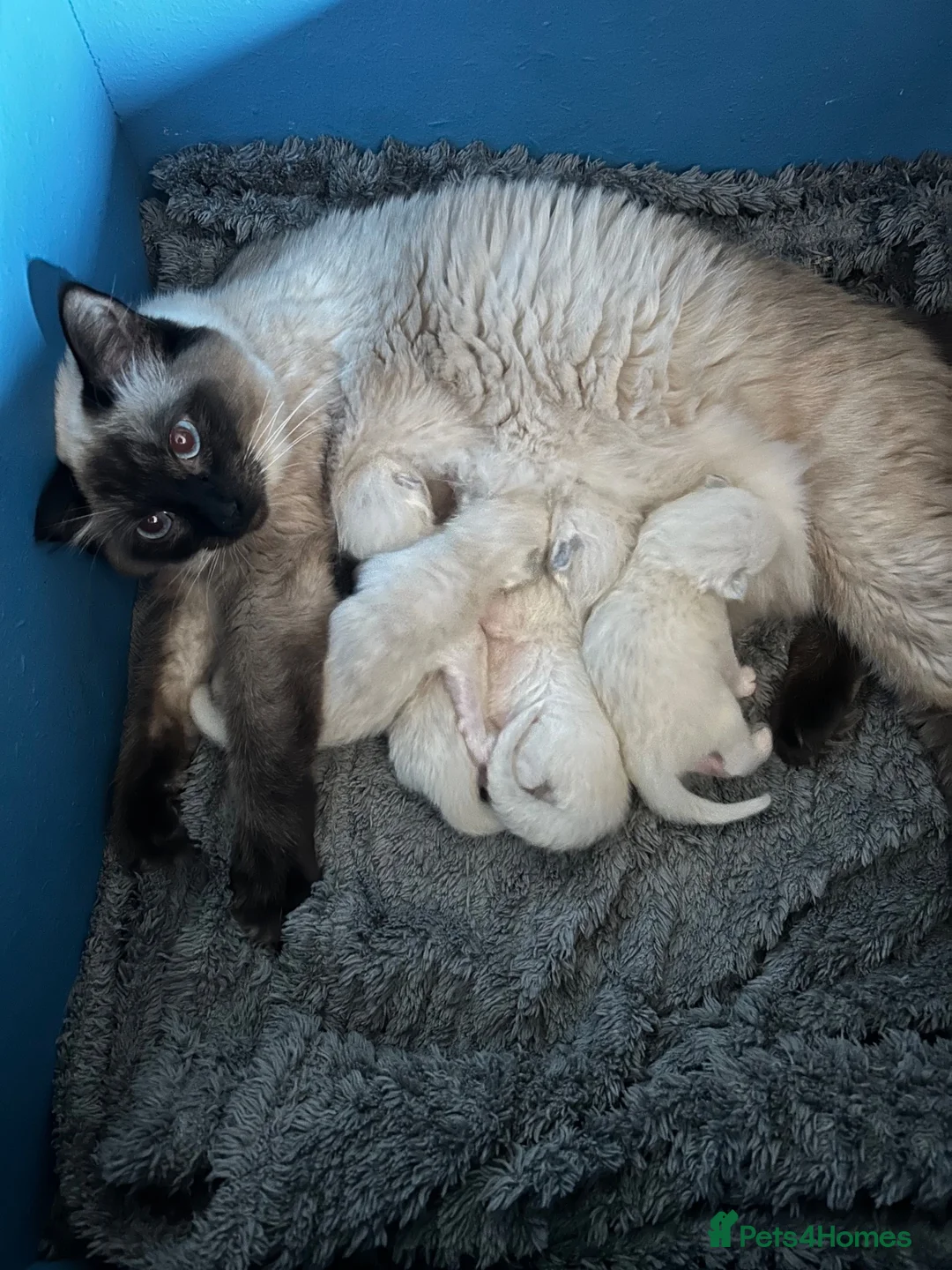 Ragdoll cats for sale: Ragdoll kittens  in Glenrothes - Advert 12