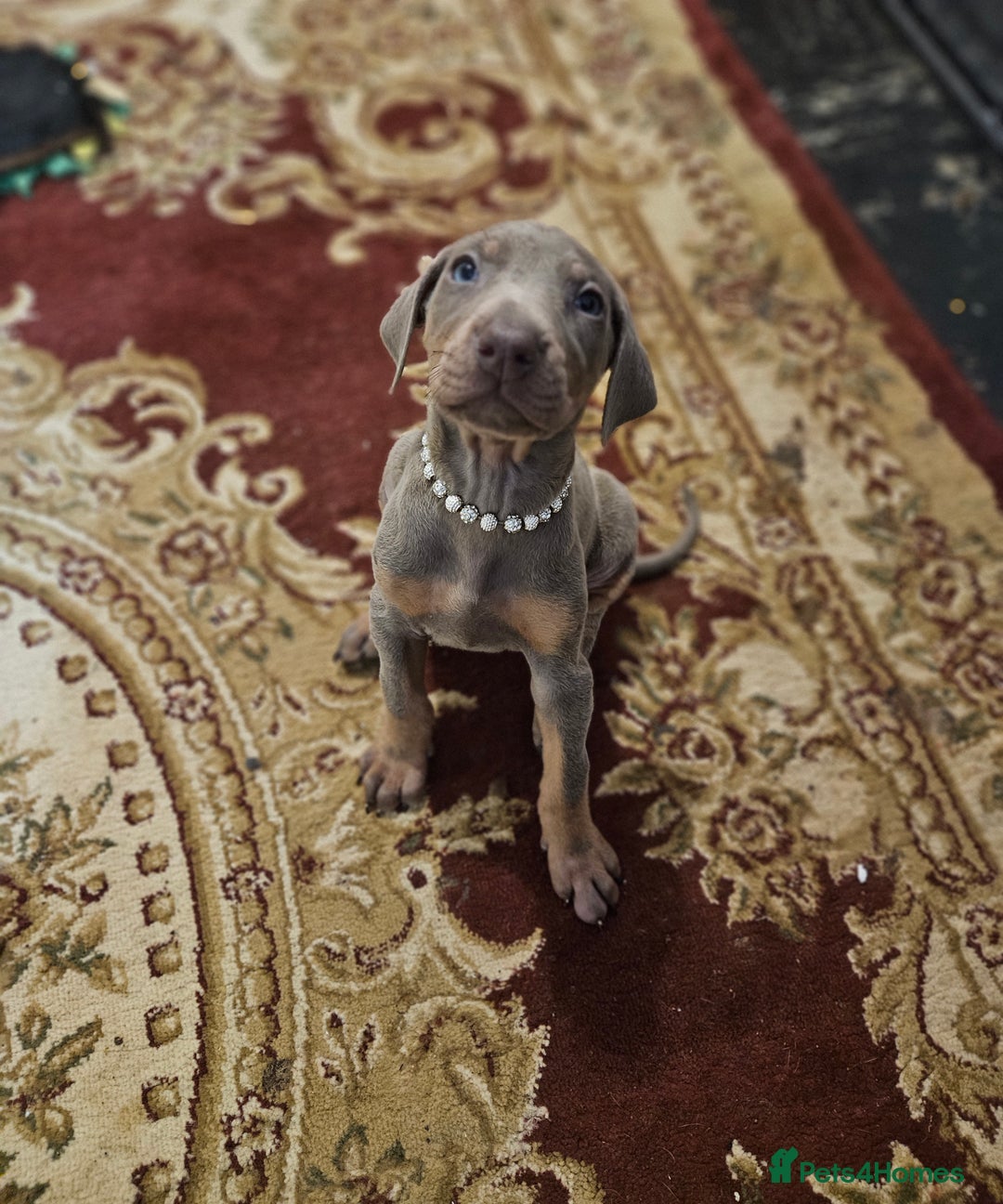 Dobermann dogs for sale: Stunning Female Ready for Lifelong Home  - Advert 27