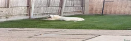 Golden Retriever dogs for sale: 💛 Beautiful 5 Month Old Golden Retriever Boy 🐾 in Dunstable - Advert 7