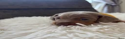 Miniature Dachshund dogs for sale: Outstanding dapple tan minature dashund puppies - Advert 13