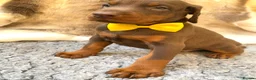 Dobermann dogs for sale: KC REG HEALTH TESTED EUROPEAN DOBERMAN PUPPIES - Advert 20