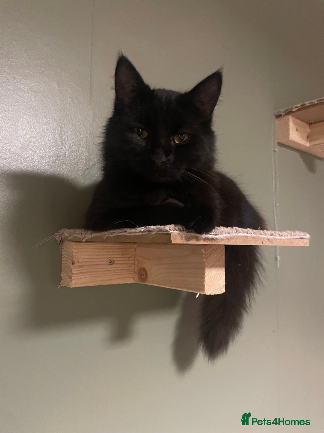 Mixed Breed cats for sale: Loving cat looking for new home - Advert 5