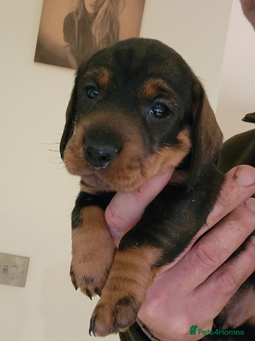 Dachshund dogs for sale: Dachshound. Teckels  - Advert 8