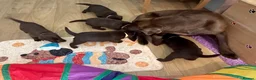 Labrador Retriever dogs for sale: STUNNING Chocolate Labrador Puppies  - Advert 4