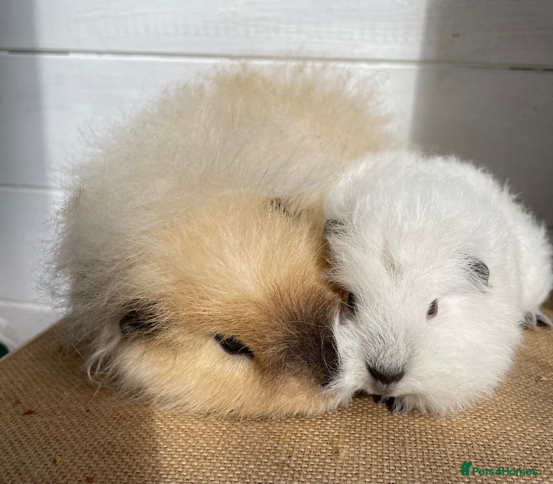 Guinea Pig rodents for sale: Two lovely baby boars - Image 2