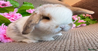 Mini Lop rabbits - Advert 13