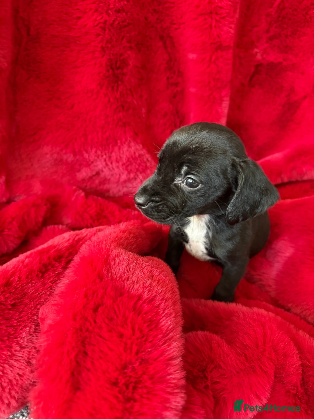 Mixed Breed dogs for sale: Gorgeous Springerjack Puppies  - Advert 19