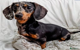 Miniature Dachshund dogs for sale: Miniature Dachshund Puppies  - Image 16