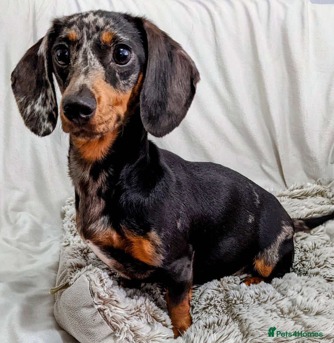 Miniature Dachshund dogs for sale: Miniature Dachshund Puppies  - Image 16