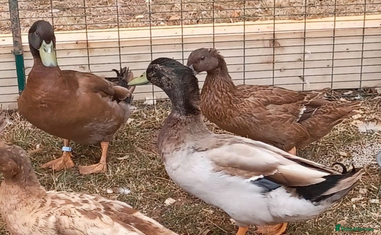 Ducks poultry in Tiverton - Advert 1