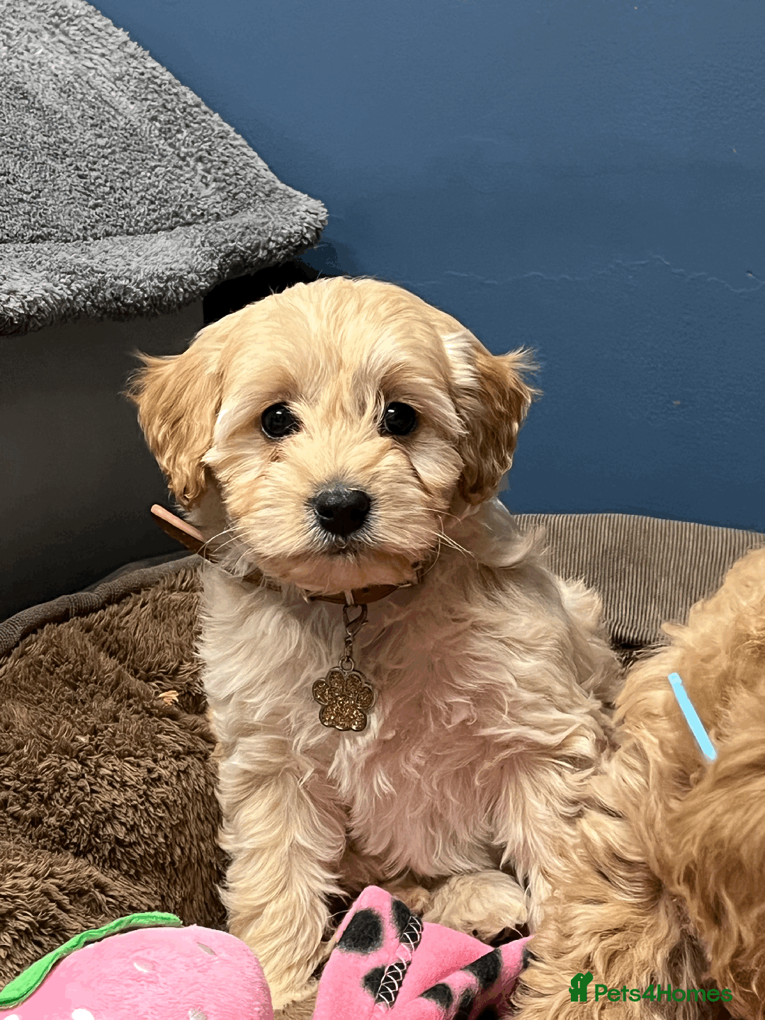 Cavapoochon dogs for sale: Cavapoochon puppies ready for new forever home💕 - Advert 9
