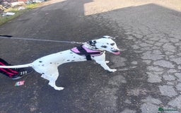 Dalmatian dogs for sale: Gorgeous Dalmatian girl  - Image 5