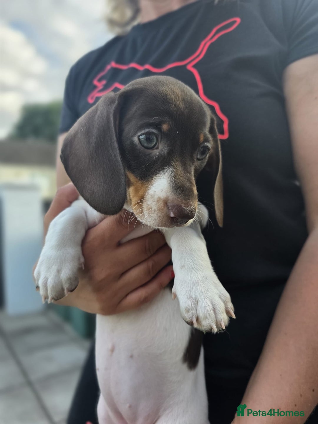 Dachshund dogs for sale: Beautiful piebald and dapple dachshund puppies  - Image 8