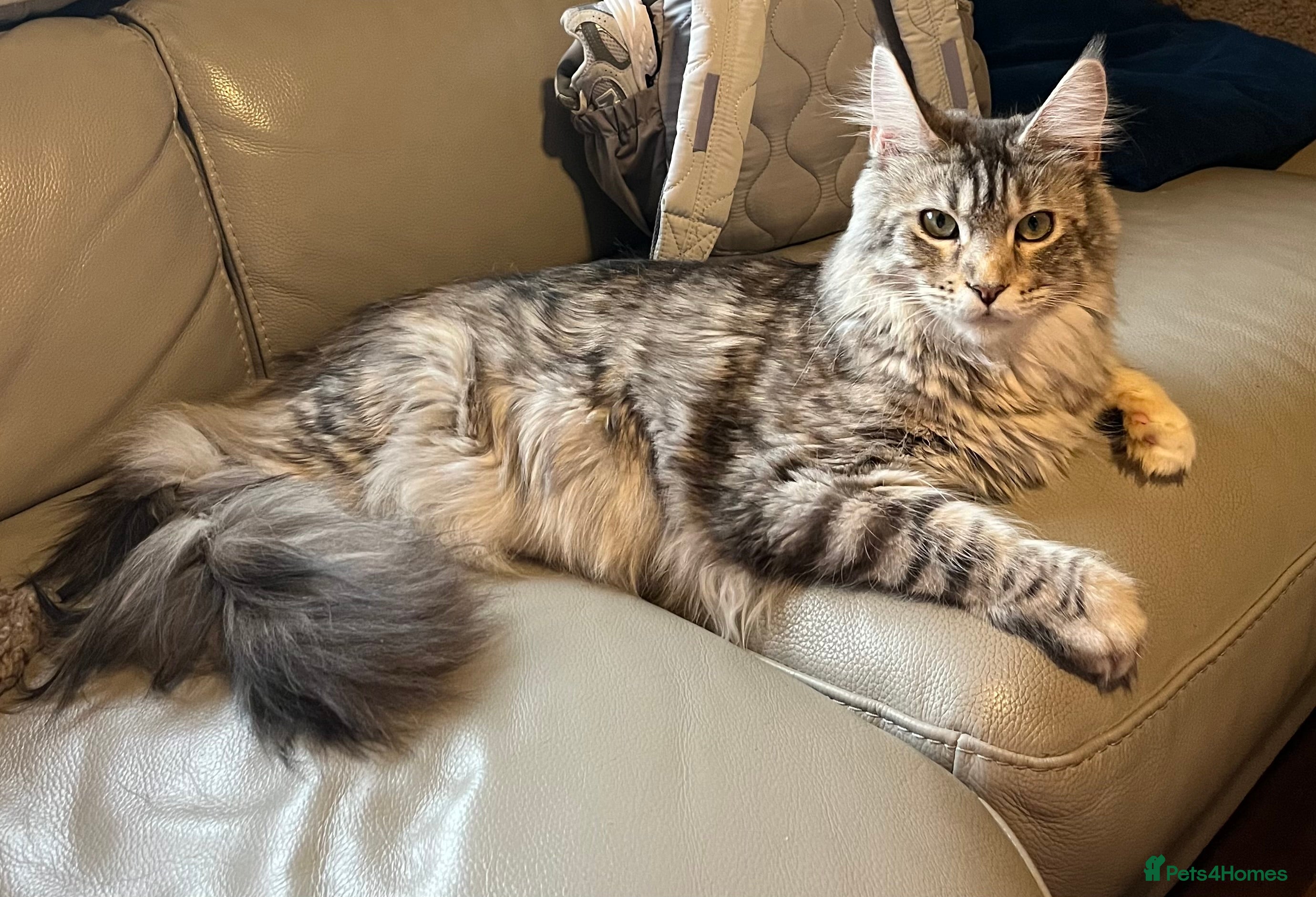 Maine Coon cats Maincoon cats 1 boy pedigree 1 girl GCCF  - Advert 11