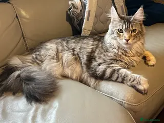 Maine Coon cats Maincoon cats 1 boy pedigree 1 girl GCCF - Advert 1