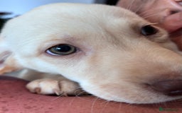 Labrador Retriever dogs for sale: Stunning Labrador puppies 🐶  in Aylesbury - Image 1