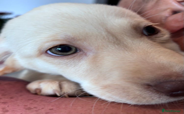 Labrador Retriever dogs in Aylesbury - Advert 4
