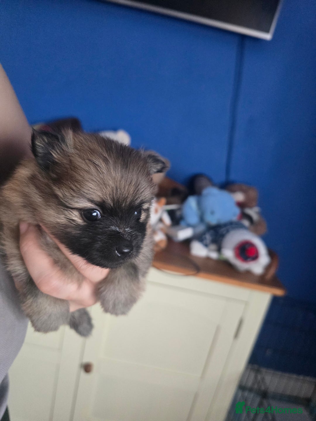 Pomeranian dogs for sale: Pomeranian puppies for sale - Advert 8