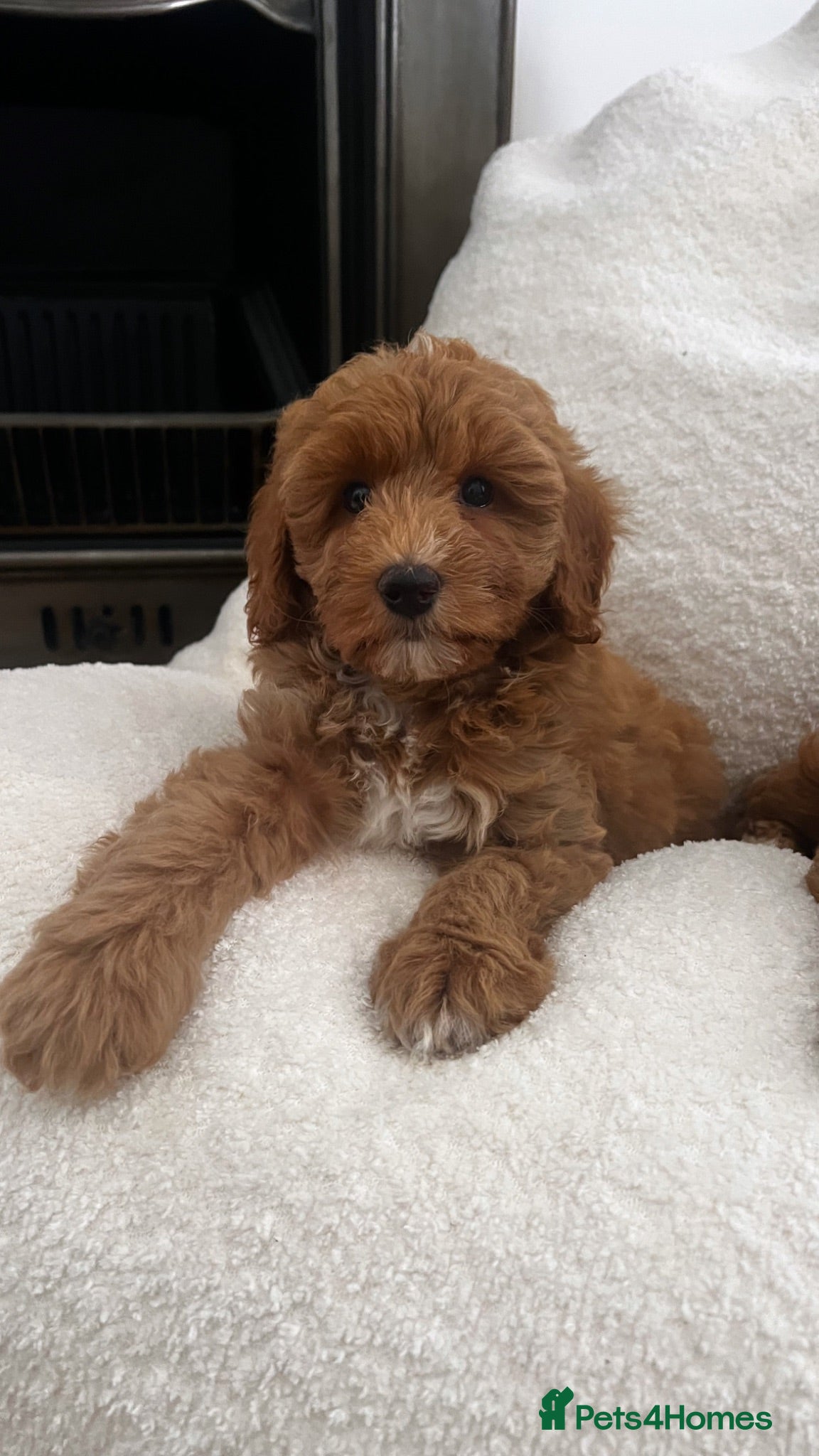 Australian Labradoodle dogs Absolutely outstanding Australian Labradoodle 🐾 - Advert 3