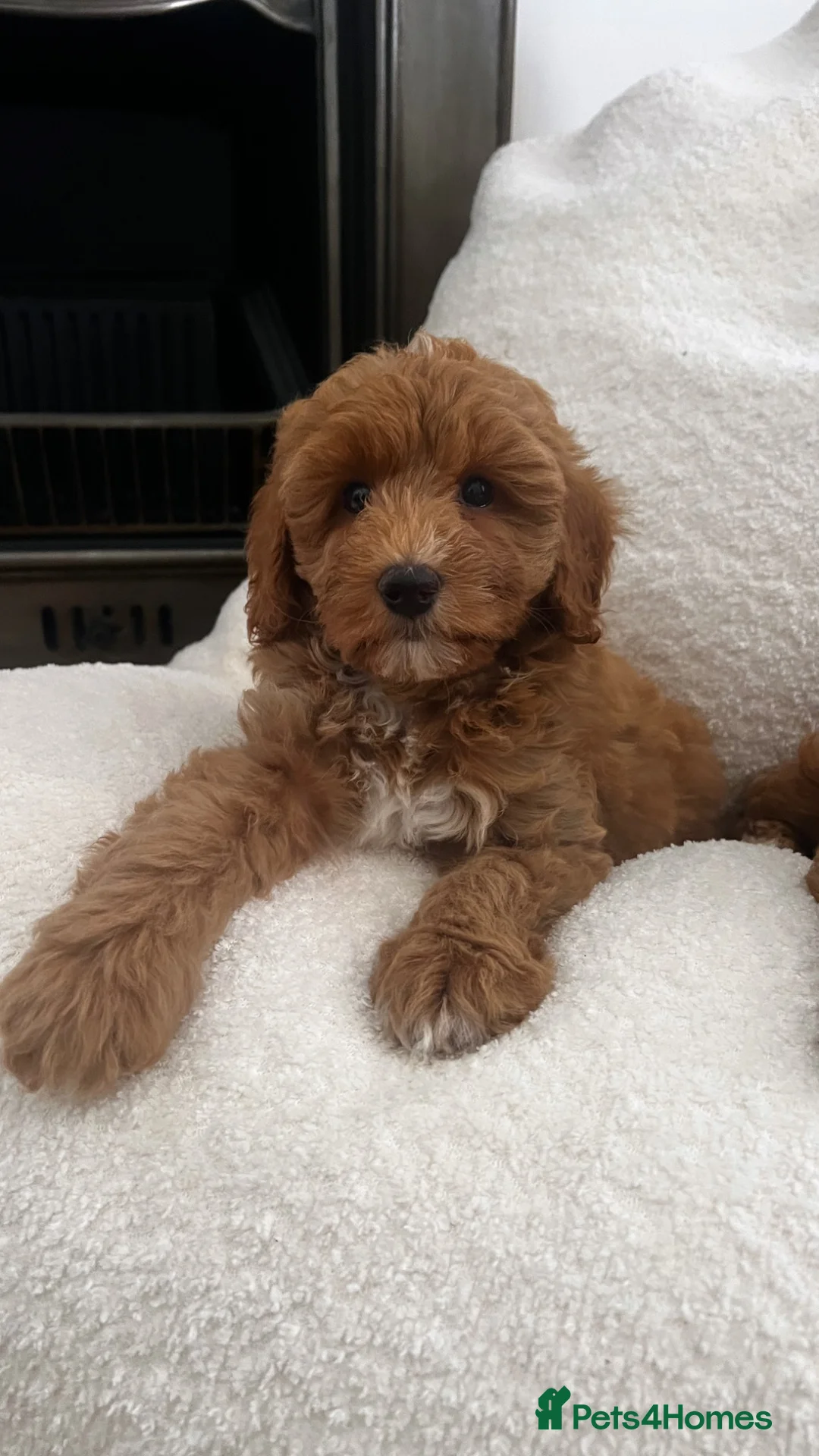 Australian Labradoodle dogs for sale: Absolutely outstanding Australian Labradoodle 🐾 - Advert 1