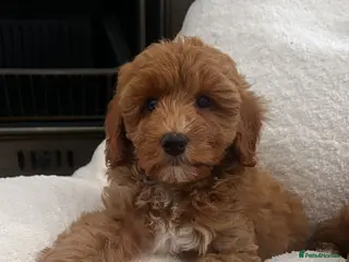 Australian Labradoodle dogs Absolutely outstanding Australian Labradoodle 🐾 - Advert 3