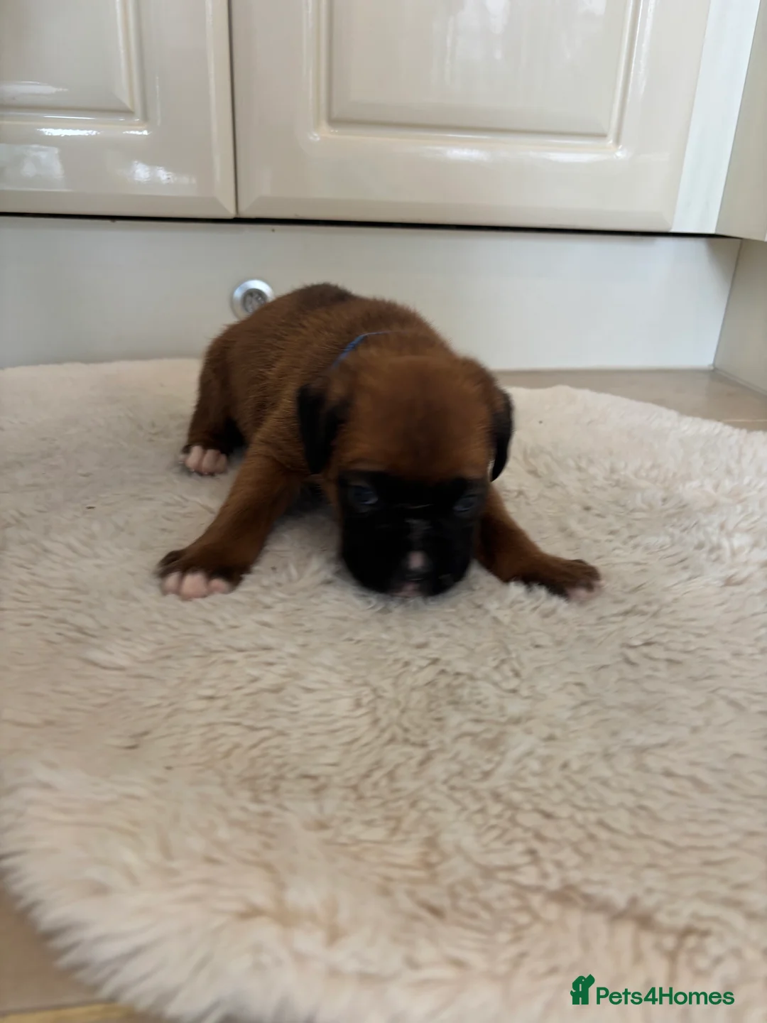 Boxer dogs for sale: Boxer puppies - Advert 4