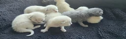 Mixed Breed cats for sale: Ragdoll/Siberian mix kittens - Advert 11