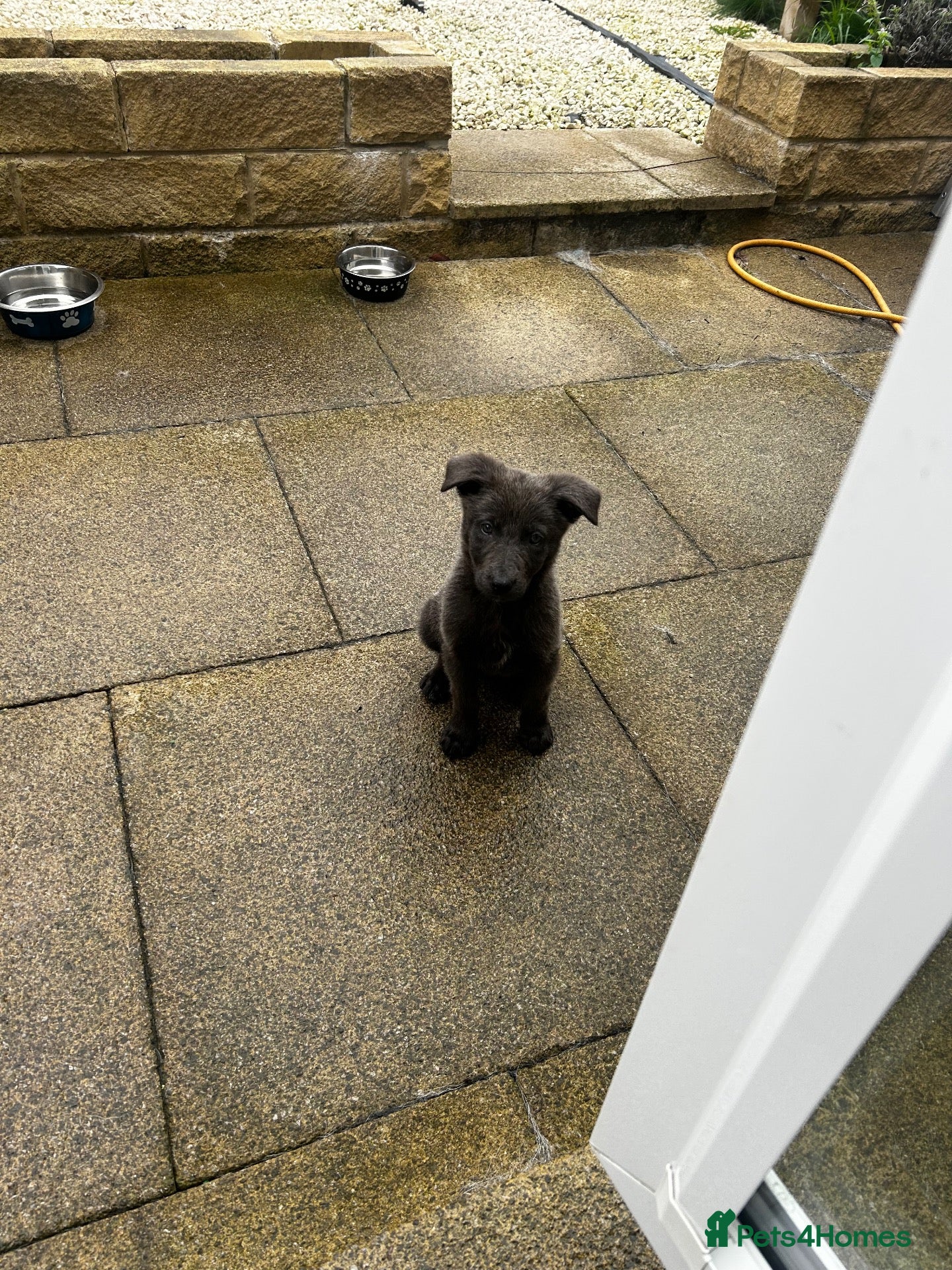 German Shepherd dogs Blue German shepherd puppy (female)  - Advert 4