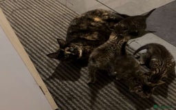 Mixed Breed cats for sale: Beautiful Striped Kittens - 4 Boys - Image 7