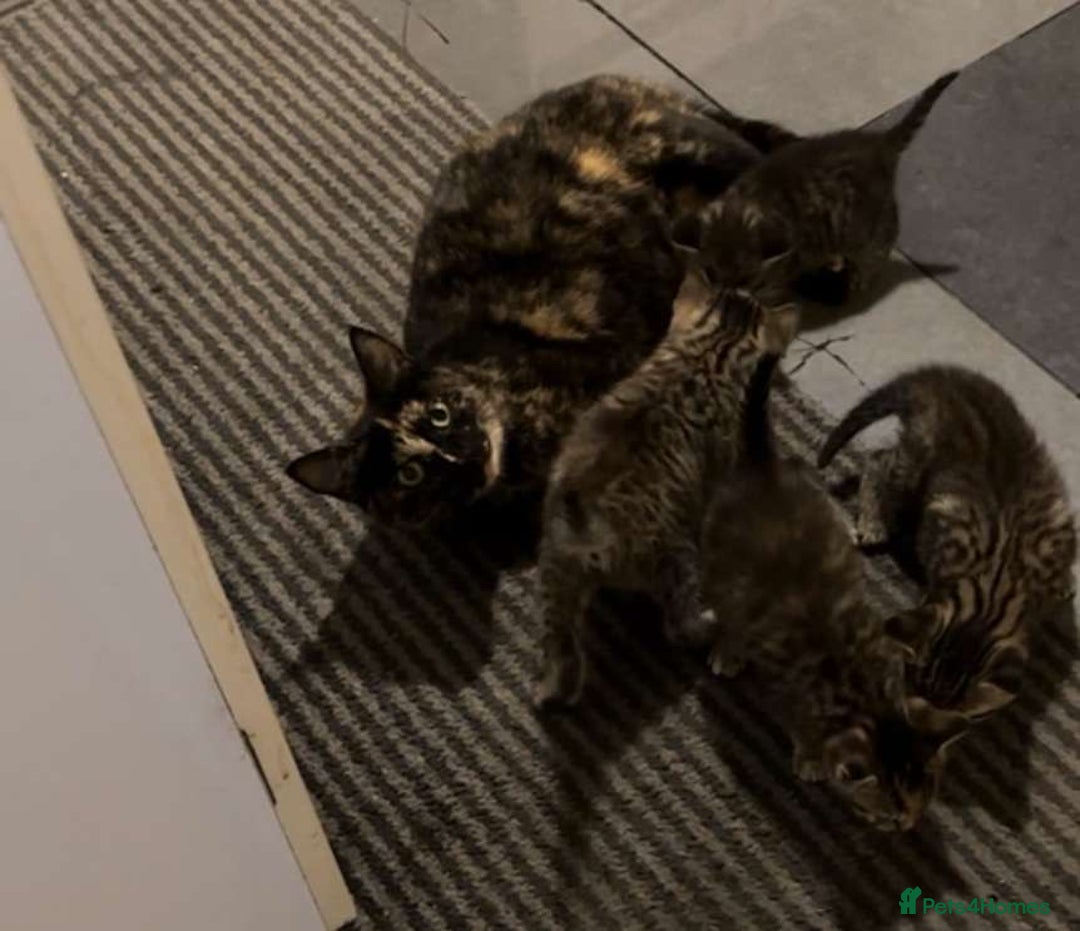 Mixed Breed cats for sale: Beautiful Striped Kittens - 4 Boys - Image 7