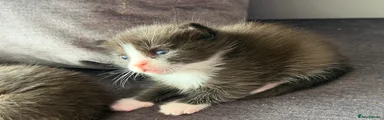 Ragdoll Kitten 1
