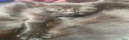 Mixed Breed cats for sale: Three beautuful & playful kittens - Advert 10